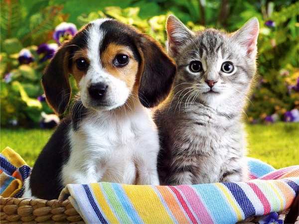 Pet-city.jpg Pet-city.jpg